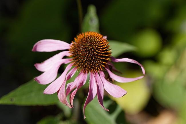 Jardin des Impressionnistes-087